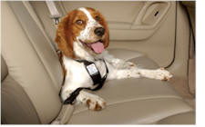 Pet Harness