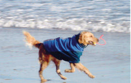 Go-Frrr Ball is great for exercising your dog at the beach 